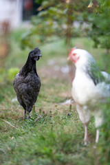 Jeune poule d'Ayam Cemani, de couleur noire, avec une jeune poule Sussex marchant librement dans l'herbe, lumière d'automne.