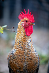 Plan rapproché de la tête d'un jeune coq de race Coucou à camail doré. Sa crête et ses barbillons sont rouge, le plumage de son camail et cuivre, brun.