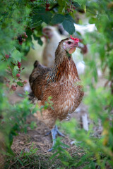 Jeune poule au plumage cuivre, doré et brun en liberté. Elle est cachée dans un buisson de mûres. Scène en fin d'été.