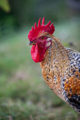 Plan rapproché de la tête d'un jeune coq de race Coucou à camail doré. Sa crête et ses barbillons sont rouge, le plumage de son camail et cuivre, brun.