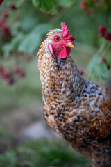 Plan rapproché de la tête d'un jeune coq de race Coucou à camail doré. Sa crête et ses barbillons sont rouge, le plumage de son camail et cuivre, brun. Fond baies rouges.