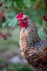 Plan rapproché de la tête d'un jeune coq de race Coucou à camail doré. Sa crête et ses barbillons sont rouge, le plumage de son camail et cuivre, brun. Fond baies rouges.