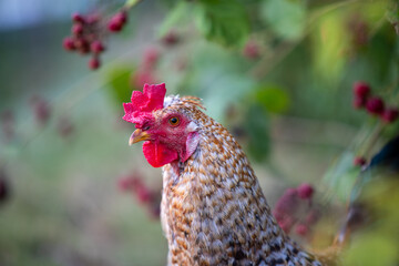 Plan rapproché de la tête d'un jeune coq de race Coucou à camail doré. Sa crête et ses barbillons sont rouge, le plumage de son camail et cuivre, brun. Fond baies rouges.