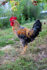 Plan rapproché d'un jeune coq entier de race Coucou à camail doré. Sa crête et ses barbillons sont rouge, le plumage de son camail et cuivre, brun.