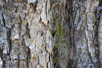 grey dry tree bark texture and background, nature concept, backdrop for design, wallpaper