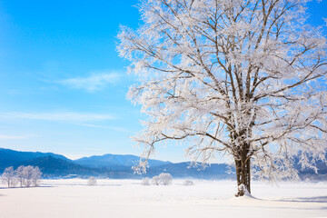 trees with hoarfrost and blue sky