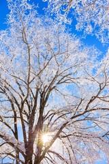 trees with hoarfrost and blue sky