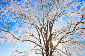 trees with hoarfrost and blue sky