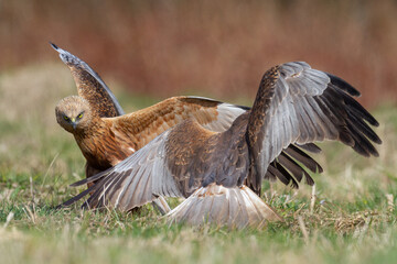Birds of prey male Marsh harrier Circus aeruginosus, hunting time Poland Europe spring time April two fighting birds