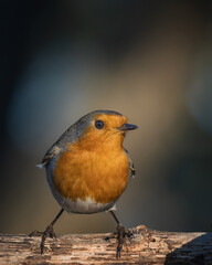 Robin portrait