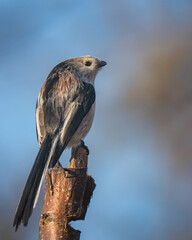 Long-tailed tit