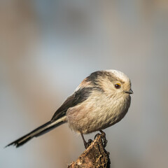Fototapeta premium Long-tailed tit