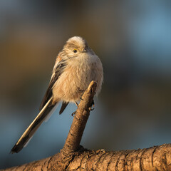 Long-tailed tit