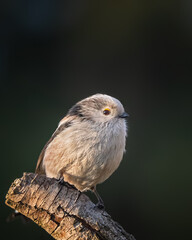 Long-tailed tit