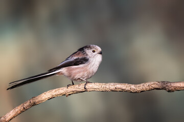 Obraz premium Long-tailed tit