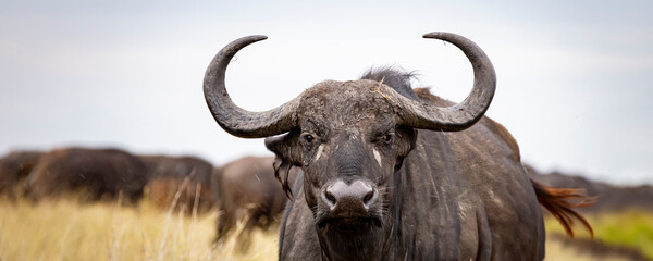 Cape buffalo looking into camera in endless plains of Serengeti Area in Tanzania, East Africa