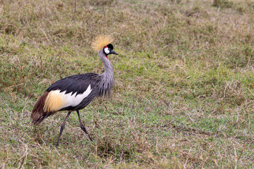 Grey crowned crane (Balearica regulorum) In Ngorongoro Conservation Area in Tanzania, East Africa