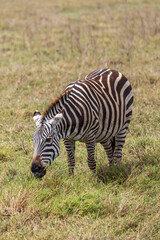 Grazing zebra walking in grassland in Ngorongoro Conservation Area in Tanzania, East Africa