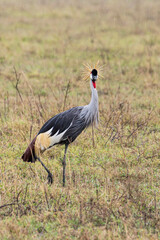 Grey crowned crane (Balearica regulorum) In Ngorongoro Conservation Area in Tanzania, East Africa