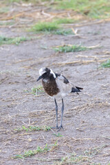 Blacksmith plover or Blacksmith blackwing (Vanellus armatus) in Ngorongoro Conservation Area in Tanzania, East Africa