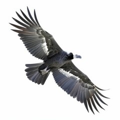 Naklejka premium Majestic vulture soaring through the sky.