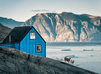 Blue house in the small village of Uummannaq with greenlandic dogs in west Greenland. Icebergs and mountains in the background.  © Ji