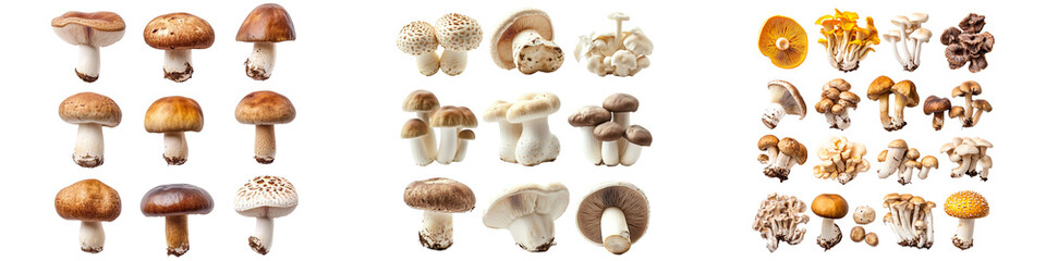 Collection of variety of mushrooms isolated on transparent background