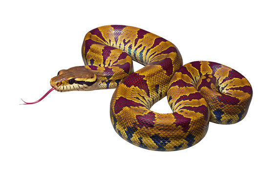 Rainbow Boa PNG Epic rates cercaria PNG - Isolated on White Background