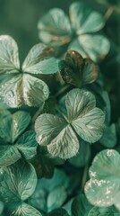 Three green shamrocks for st. patrick’s day with soft lighting, golden bokeh, and light reflections on a green background