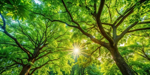 Obraz premium Dense foliage of summer trees with sunlight filtering through the leaves in a warm and inviting atmosphere, capturing the beauty of nature at its peak, natural light, greenery
