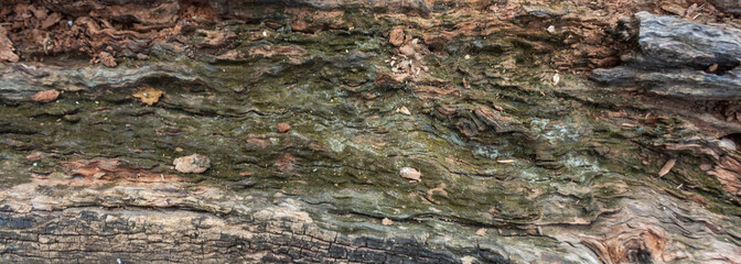 Close Up of Aged Wooden Log with Natural Grain Texture