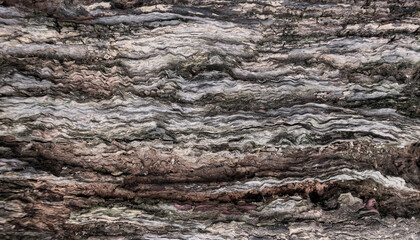 Close Up of Aged Wooden Log with Natural Grain Texture