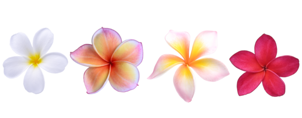Set of  Plumeria multi color  flower isolated on  transparent.