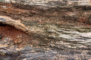 Close Up of Aged Wooden Log with Natural Grain Texture