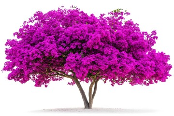 Obraz premium Vibrant Purple Bougainvillea Tree Isolated on White Background