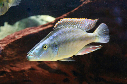 Cichlid Fish with Blue and Yellow Markings