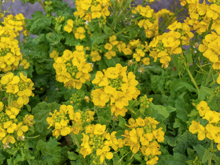 満開のナノハナ