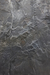 Plant fossil Lobatopteris Alloiopteroides. Upper carboniferous. Archaelogy Spain © h368k742
