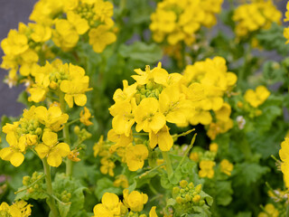 満開のナノハナ