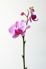 Fototapeta premium A delicate orchid stem with tiny buds against a stark white background, isolated, buds