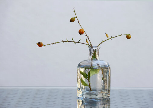 Minimalist still life with autumn duranta branches without leaves but with berries in a small vintage bottle. Light blurred background.