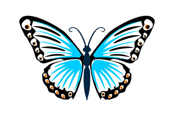 butterfly isolated on white