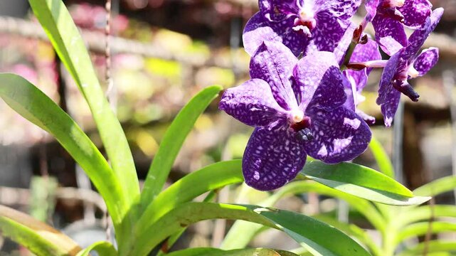 Vanda Coerulea at Bangkok Market