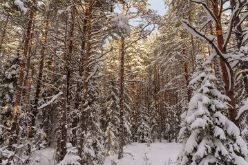 A serene winter landscape with snow-covered evergreen trees under a clear, frosty sky