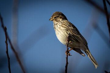 A corn bunting (Emberiza calandra) perched on a twig, with the sky as a backdrop.
