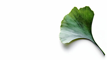 Fototapeta premium Ginkgo Leaf on White Background with Natural Textures and Colors