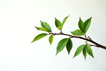 Obraz premium White background with isolated dry jungle branch,, twig, tree
