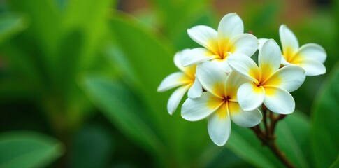 White plumeria flowers blooming in clusters against a lush green background with yellow highlights and delicate petals, greenery, foliage, botanical garden