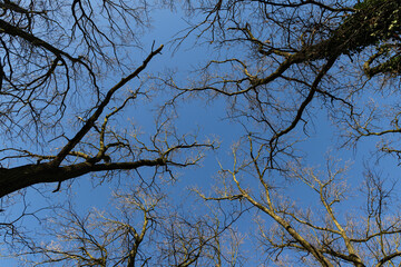 Branches of oak tree, without leaves against blue sky. Spring landscape