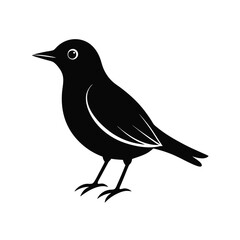 Obraz premium European starling bird vector silhouette 